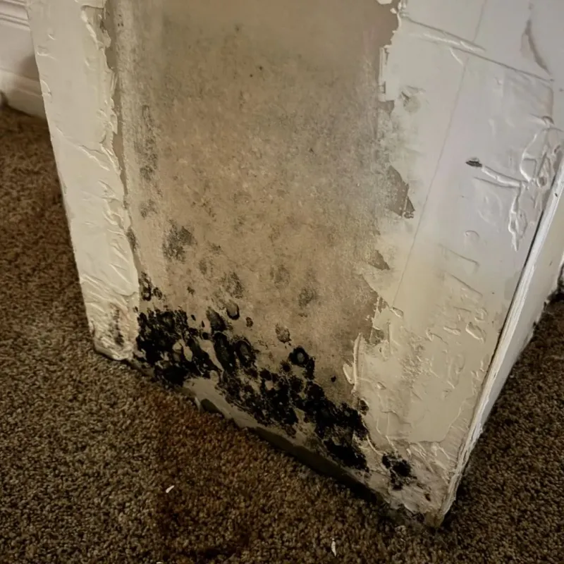 Professional Mold Removal in Orangevale, CA